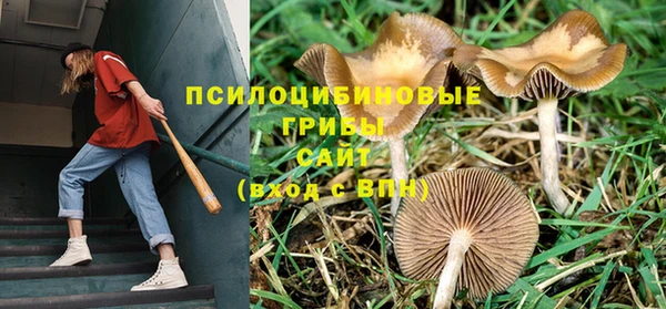 трава Аркадак